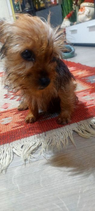 Yorkshire Terrier -fetita extramini