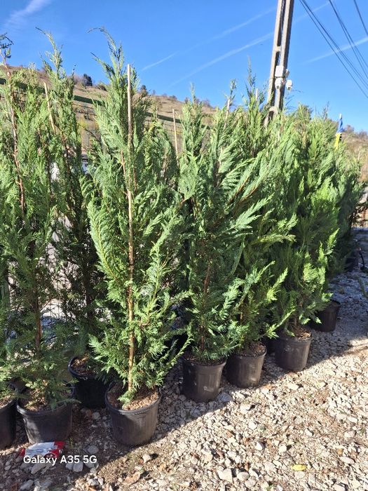 Vând tuia leylandii și plante ornamentale la oferta