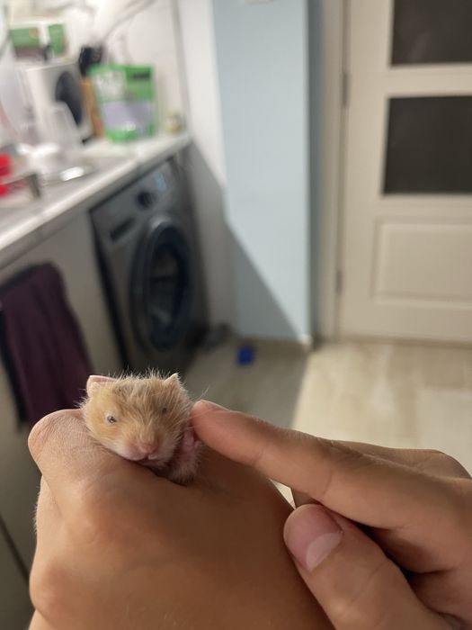 Хамстер на 1 месец