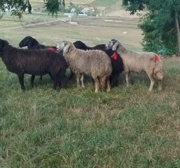 Vand 7 mioare rasa karakul