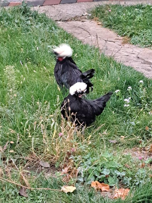 Gaini si cocos motat olandez