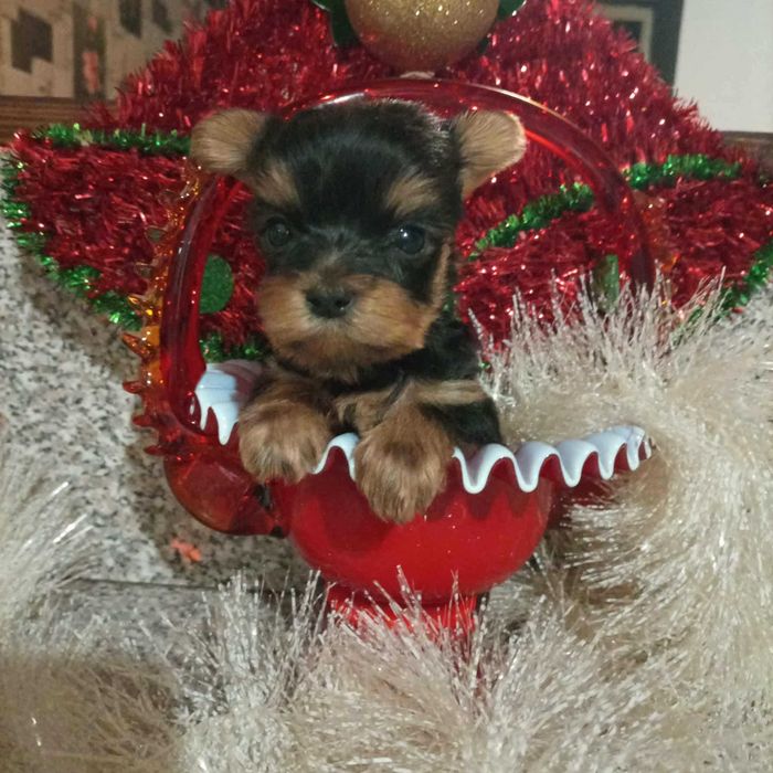 Мини Йорки.    .