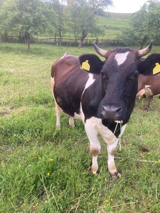 Vaca jurinca de vanzare
