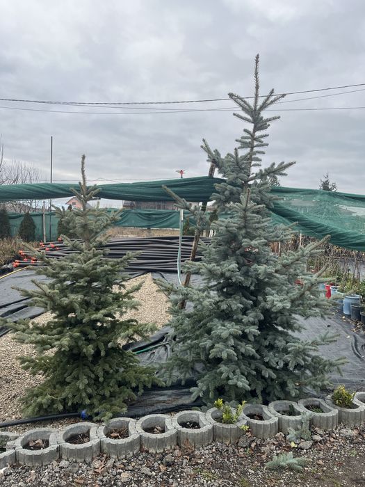 Brazi argintii de Craciun