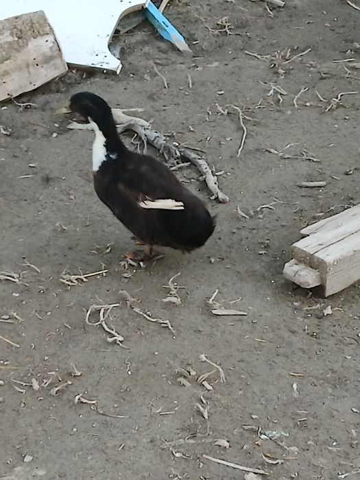Rațe românești de vânzare