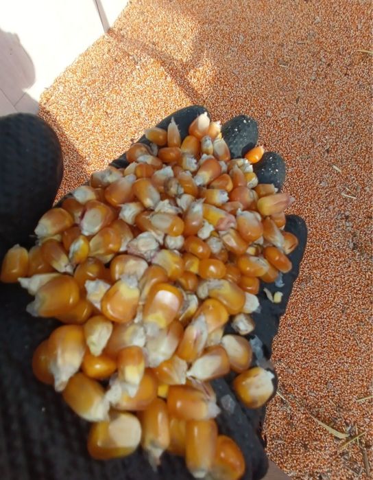 Porumb graunte uscate