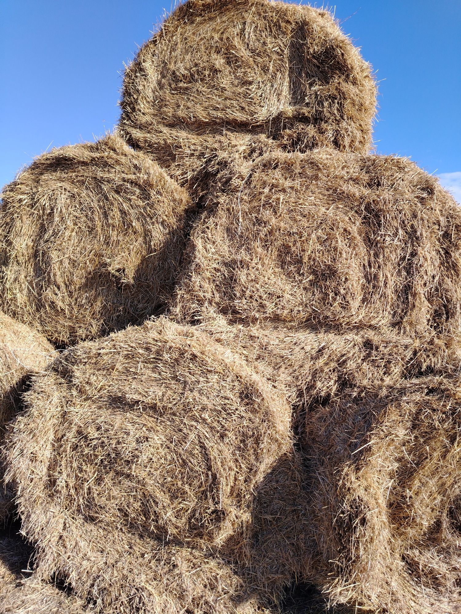 Продам ячменную солому