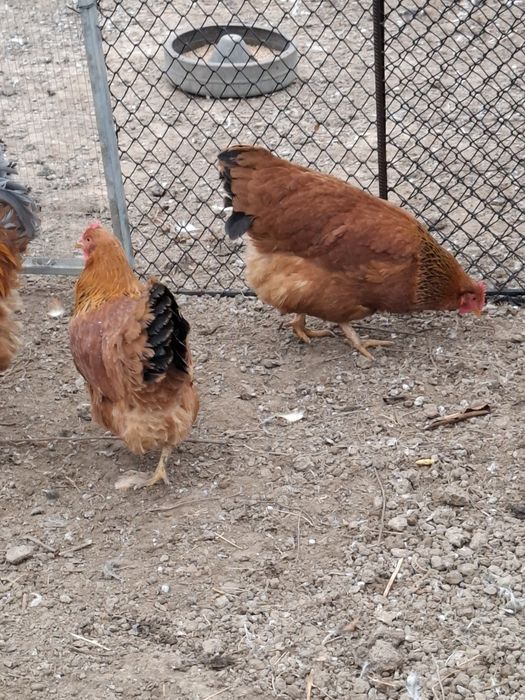 Vând familie găini New Hampshire 8+1