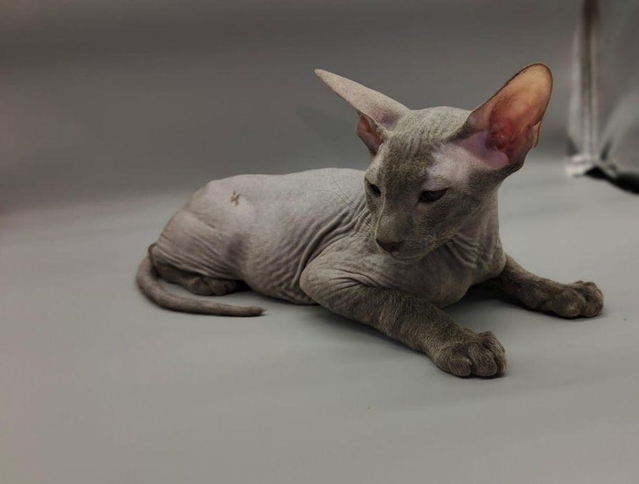 Котята Петерболды