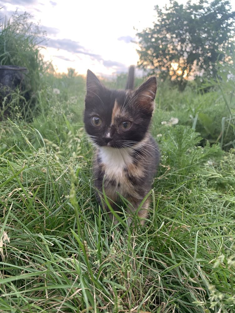 Котенок в добрые руки