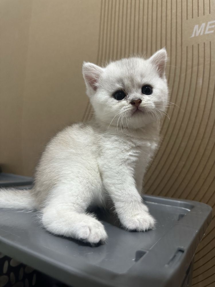 продается котенок шиншилла