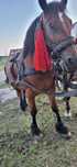 Cal de vanzare castrat