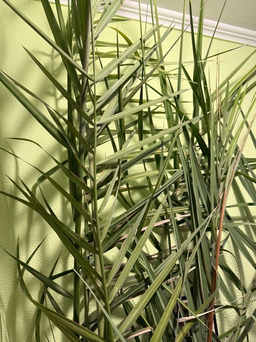 Финикова палма 280см.