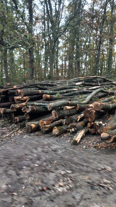Vând lemne de foc esență tare