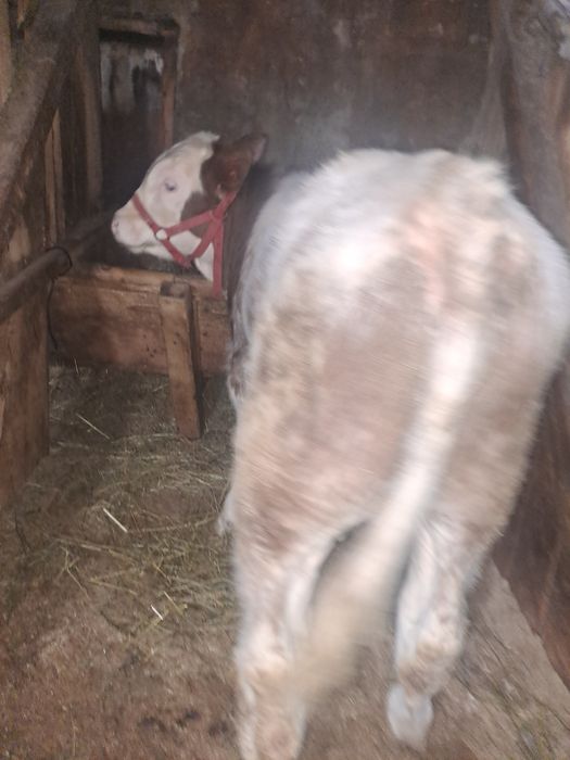 Tăuraș belgian de 4 luni .