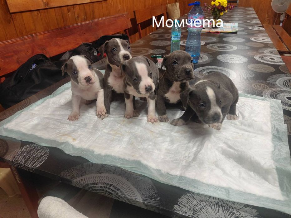 Сини питбули с ваксина и паспорт