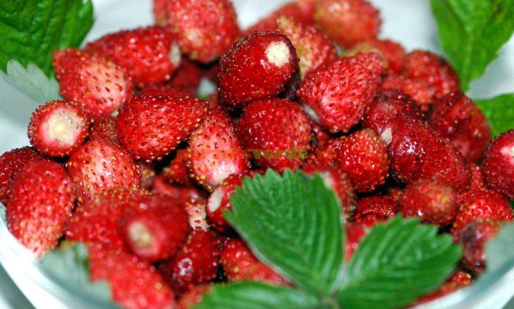 Stoloni FRAGI,  capsuni curgatori butasi de mur  zmeur smochin