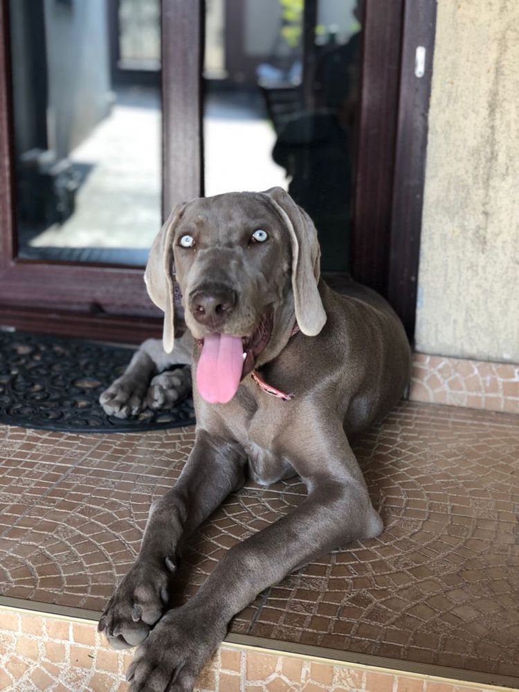 Weimaraner cu pedigree tip A