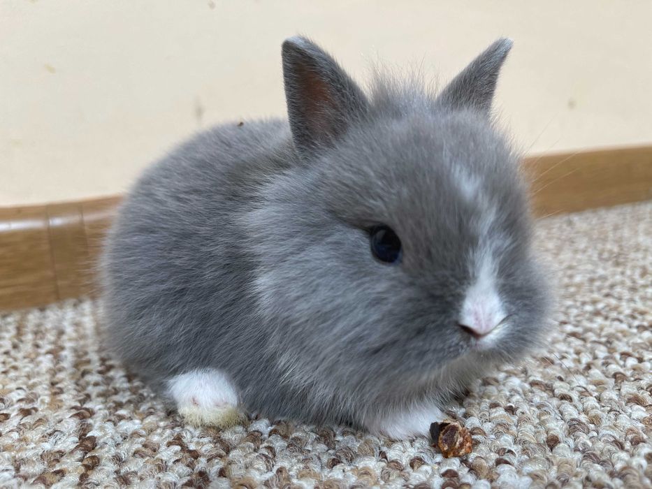 Декоративни зайчета