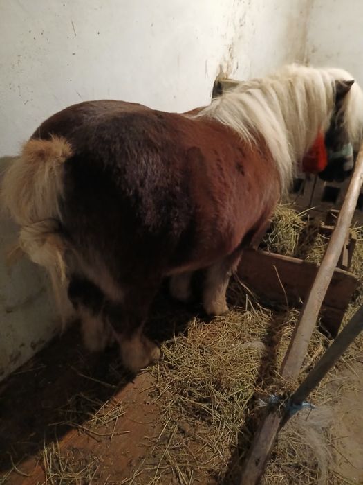 Vând ponei de 6 ani