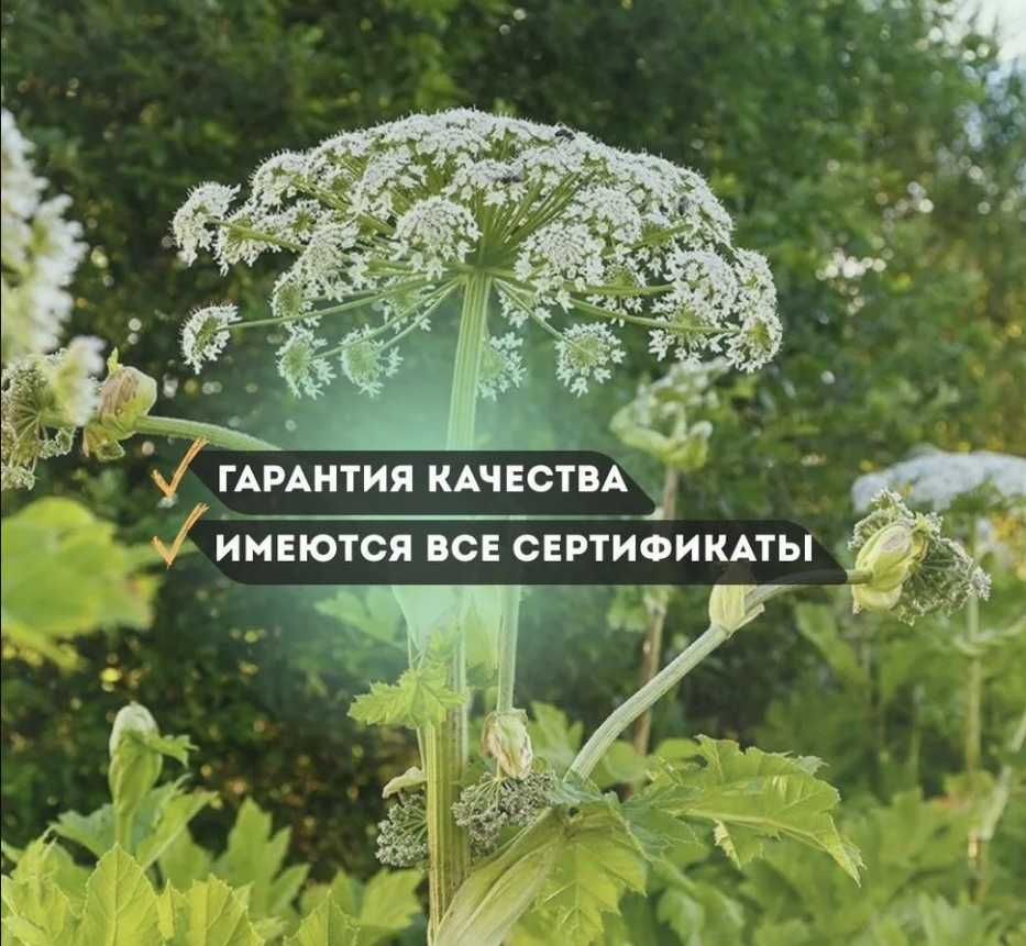 Дезинфекция Dezinfeksiya клопов клапа мух блох комар klapa tarakan