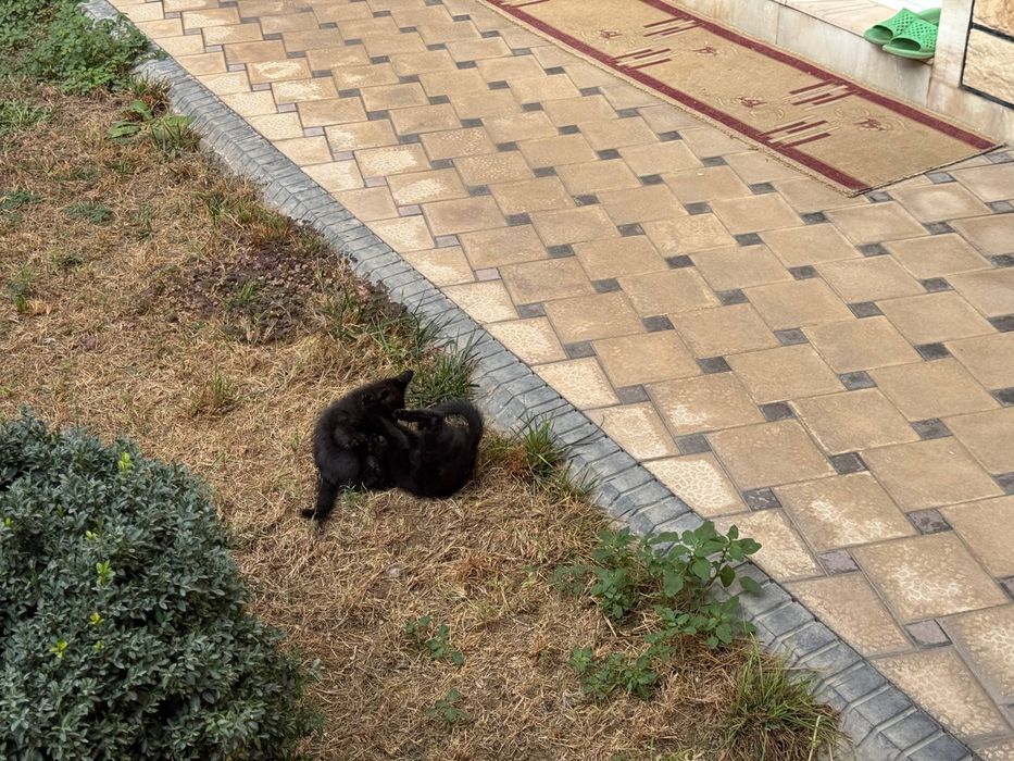 Оба котёнка даром, чёрные, приучены к лотку