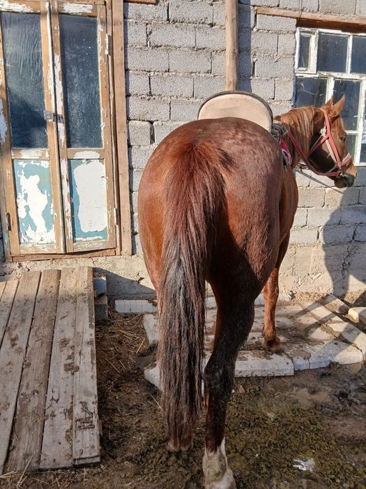 Ассалаумағалейкум 5 жасар көкпар шауып тұрған айғыр сатылады, өте пысы