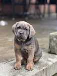 Cane corso cu pedigree