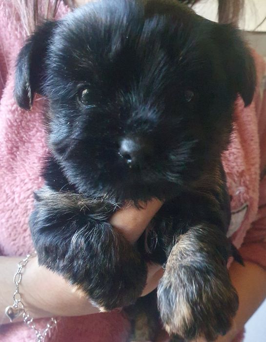 Малки йоркита  1женско  и 1 мъжко