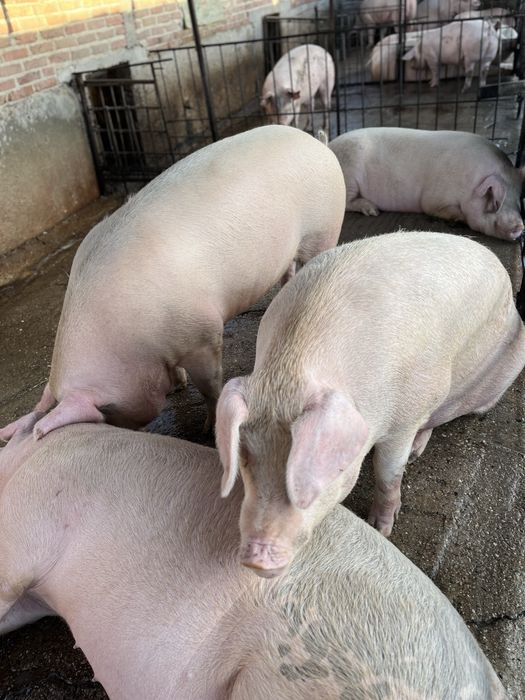 Свинско прясно месо