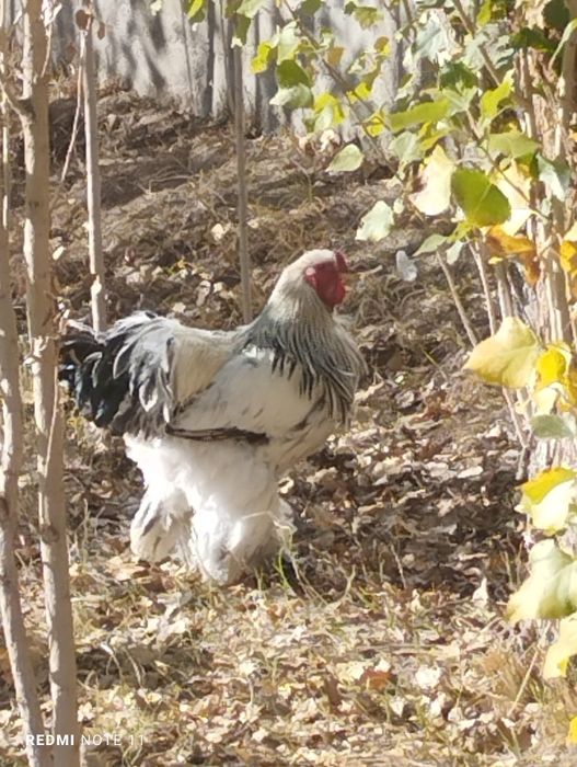 Продается куры...