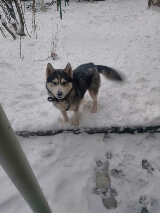 Отдам даром хаски и овчарку