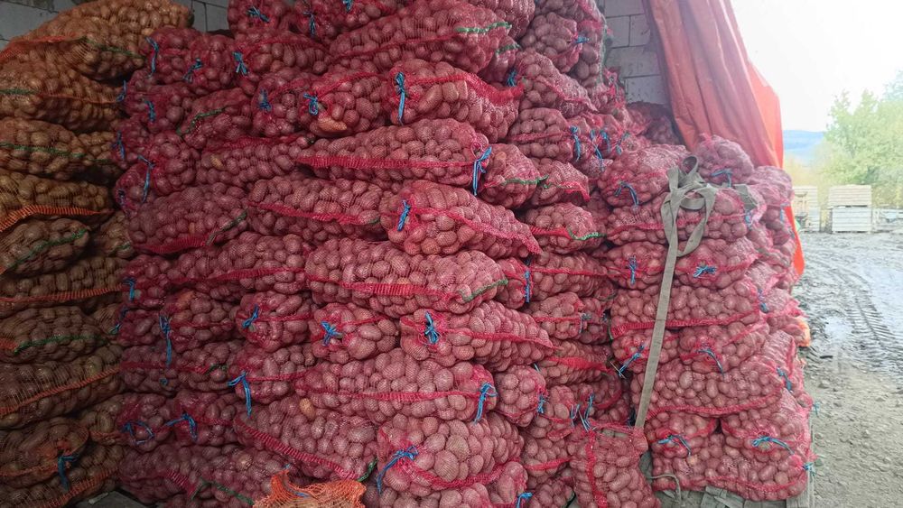 Cartofi consum si samanta