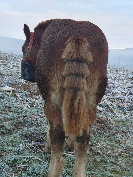 Brutus armasar de viitor mama breton și tata ardenez. Foarte blind