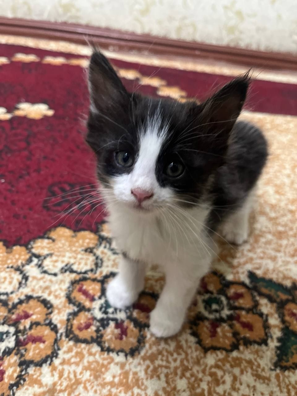 Отдам котят в хорошие руки!