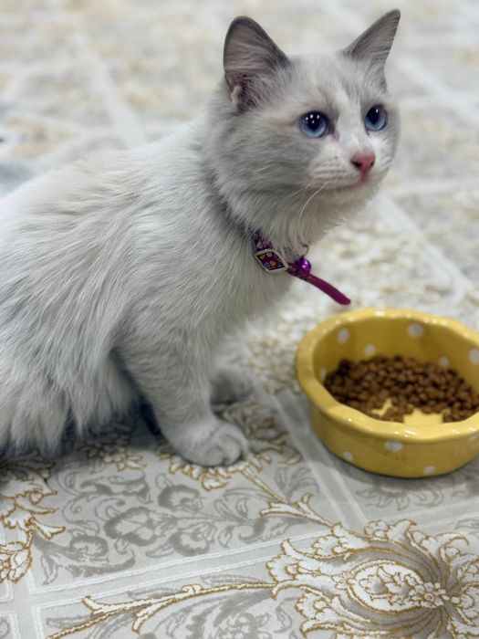 Котенок породы регдол Ragdoll/ рэгдол