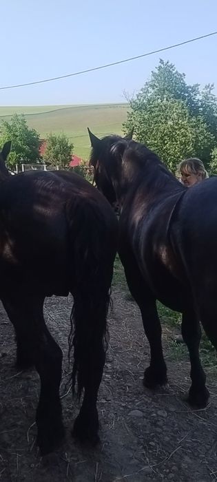 Manji negri garantati