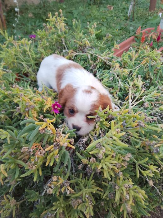 Кавапу и Кавалер Кинг Чарлз шпаньол