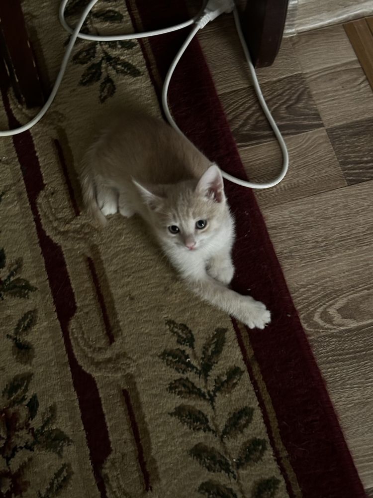 Котята в хорошие руки, бесплатно