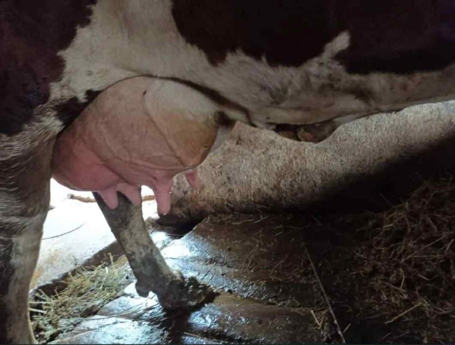 Juninca de 2 ani jumate gestanta in 8 luni