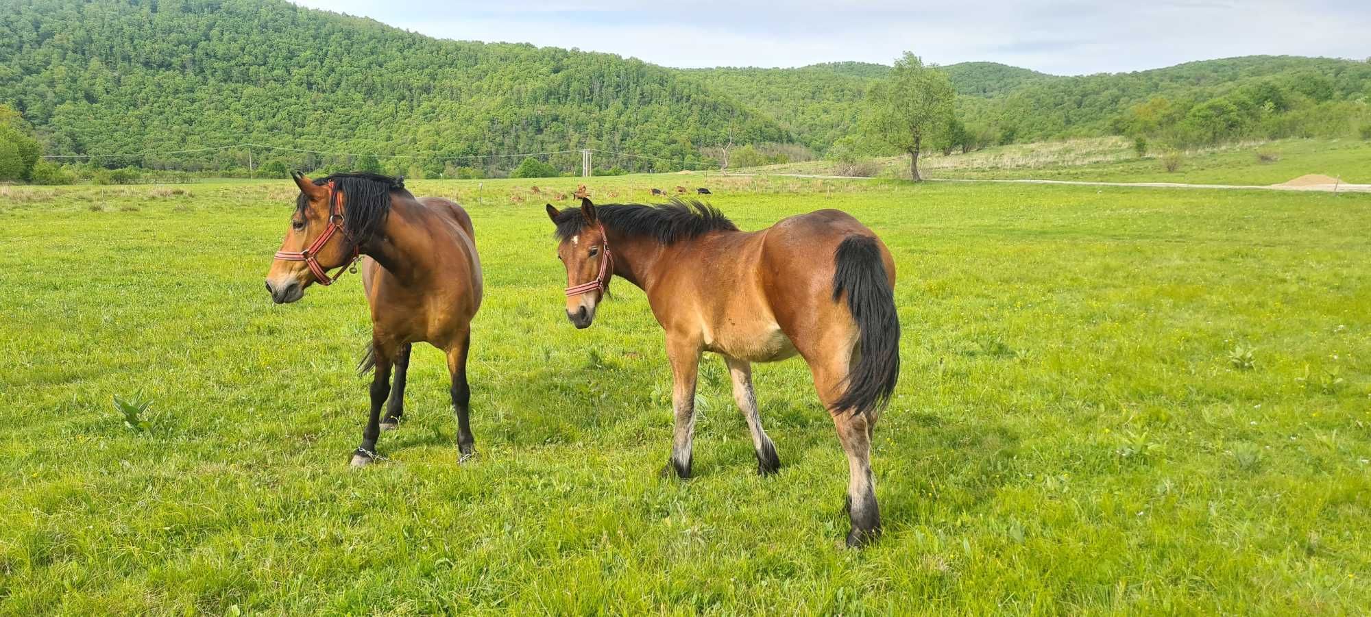 Cai de vanzare, manza de 11 luni ,cal 10 ani