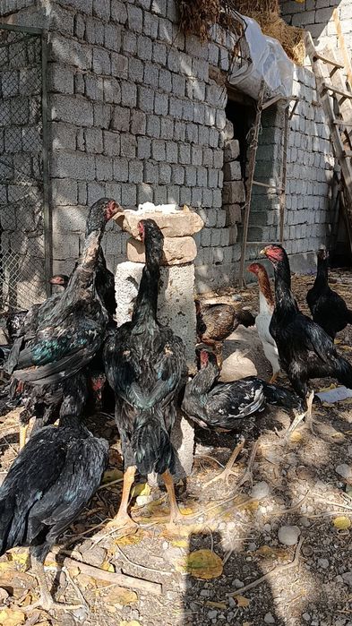 Дакан жўжа хўрозлар