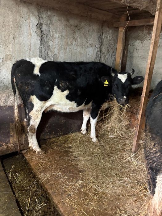 Продам коров молочной породы , за день удой 18-19 литров