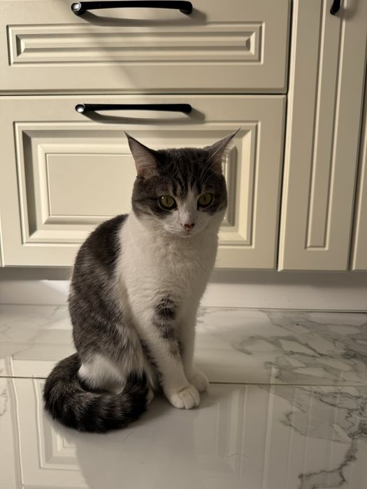 Отдам в добрые руки кошку Мусю.