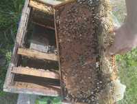Пчелни кошери и отводки