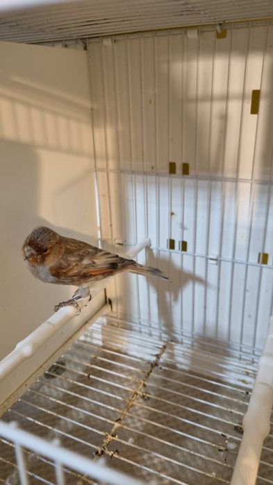 Canari timbrado floreado si alte specii