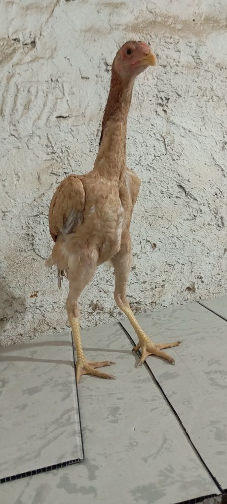 Toza makiyonchala sotiladi