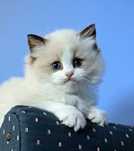 Ragdoll /Ragdoll