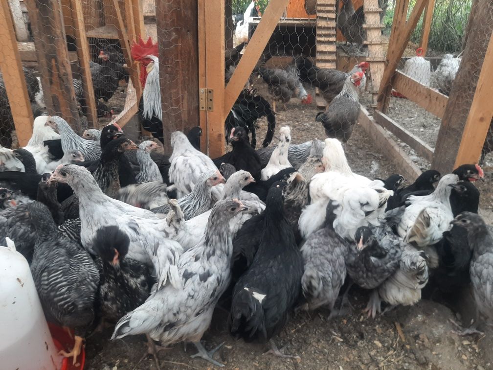 Pui de rasă,australorp