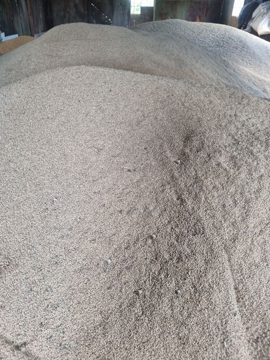 Grâu de vânzare  producție 2025